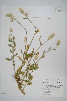 藏品(青葙)的圖片