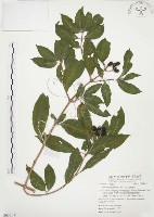 藏品(毛玉葉金花)的圖片