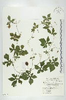 藏品(小苦瓜)的圖片