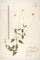 藏品(長柄菊)的圖片