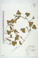 藏品(紅花野牽牛)的圖片