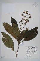 藏品(假酸漿)的圖片