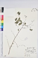 藏品(多花油柑、白仔)的圖片