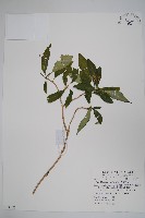 藏品(蘿芙木)的圖片