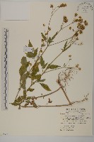 藏品(大花咸豐草)的圖片