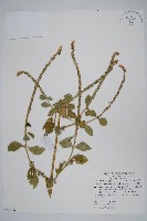 藏品(印度牛膝、土牛藤)的圖片