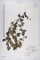 藏品(馬交兒)的圖片