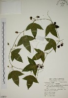 藏品(三角葉西番蓮)的圖片