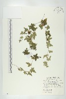 藏品(天花)的圖片