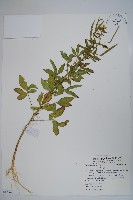 藏品(向天黃)的圖片