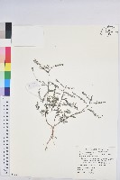 藏品(銳葉小還魂)的圖片