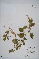 藏品(青莧)的圖片