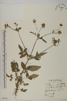 藏品(鬼針舅)的圖片