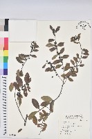 藏品(土密樹)的圖片