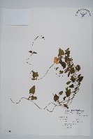 藏品(黑眼花)的圖片
