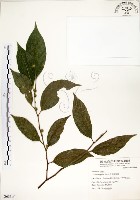 藏品(菲律賓榕)的圖片