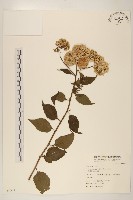 藏品(小舌菊、蔓綿菜)的圖片