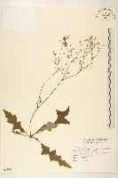 藏品(刀傷草)的圖片