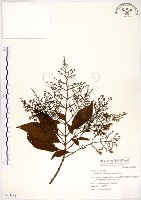 藏品(水金京)的圖片