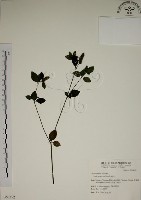 藏品(爵床)的圖片