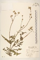 藏品(苦滇菜、苦菜)的圖片