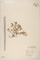 藏品(鼠麴舅)的圖片