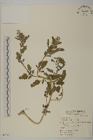 藏品(小葉藜)的圖片