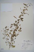 藏品(平伏莖白花菜、成功白花菜)的圖片