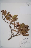 藏品(珊瑚樹)的圖片