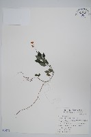 藏品(針刺草)的圖片