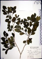 藏品(月橘)的圖片