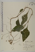 藏品(下田菊)的圖片