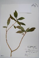 藏品(蘿芙木)的圖片