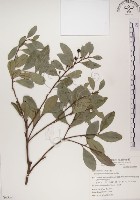 藏品(魯花樹)的圖片