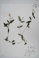 藏品(針刺草)的圖片