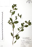 藏品(克非亞草)的圖片