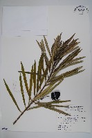 藏品(黃花夾竹桃)的圖片