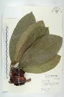 藏品(第倫桃)的圖片