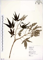 藏品(黃荊)的圖片