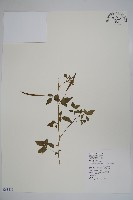 藏品(平伏莖白花菜、成功白花菜)的圖片