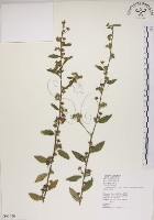 藏品(恆春金午時花)的圖片