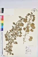 藏品(鐵莧菜)的圖片