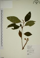 藏品(野牡丹)的圖片