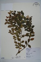 藏品(倒卵葉冬青、金平氏冬青)的圖片