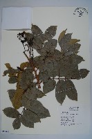 藏品(橄欖)的圖片