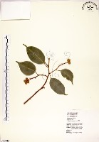 藏品(白榕、垂榕)的圖片