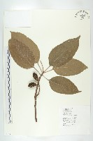 藏品(錫蘭橄欖、鋸葉杜英)的圖片