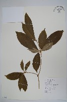 藏品(蘿芙木)的圖片