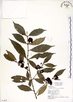 藏品(疏齒紫珠、恆春紫珠)的圖片