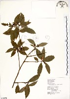 藏品(疏齒紫珠、恆春紫珠)的圖片